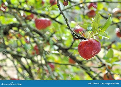 Red apples on the tree stock photo. Image of foliage - 94294470