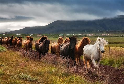 Herd on the march | Animals photos