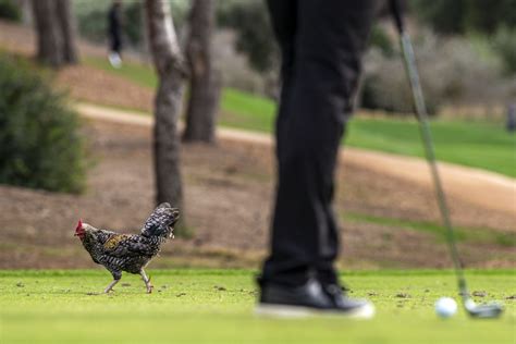 Animals on golf courses | CNN