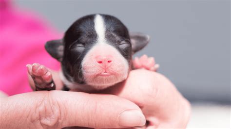 Fading Puppy Syndrome | Symptoms, Prevention & Advice