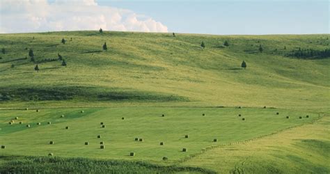 Forage program aims to conserve Canadian prairies through collaboration ...