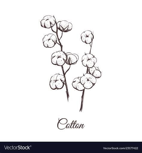 Sprigs of cotton sketch Royalty Free Vector Image