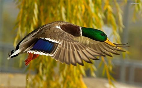 Mallard Ducks Flying Wallpaper