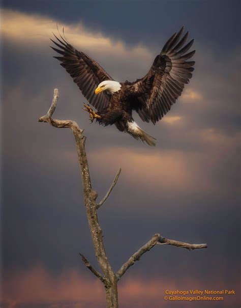 Soaring at Sunset - a bald eagle lands on his perch at sunset | Bald ...