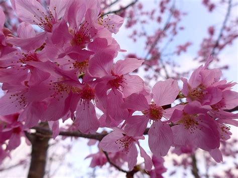 2021 Taiwan Cherry Blossoms Season: Where You’ll See the Best Blooms