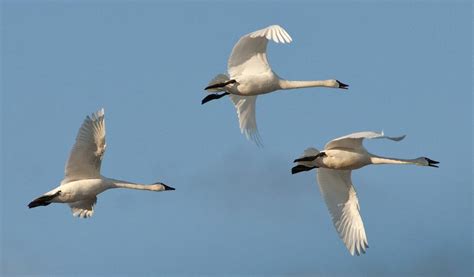 Waterfowl Migration | Audubon Pine Island Sanctuary & Center