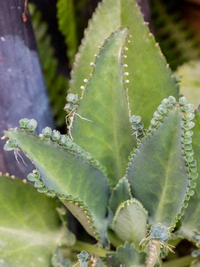 Mother Of Thousands Plant Info - How To Grow Kalanchoe Daigremontiana