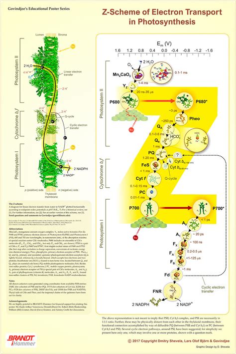 The Z-scheme poster of photosynthetic electron transport designed by ...