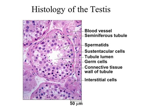 Interstitial Cells Histology