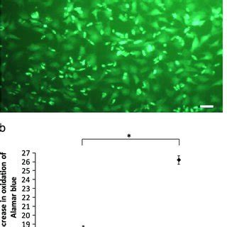 -(a) Calcein staining of preadipocytes embedded in oxidated hyaluronic... | Download Scientific ...