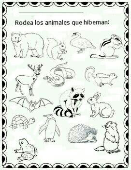 ¿QUÉ ANIMALES HIBERNAN EN INVIERNO?