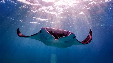 tenedor transfusión Mirar furtivamente manta ray national geographic ...