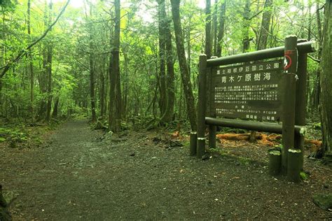 The Aokigahara forest near Fujikawaguchiko, Japan | Aokigahara forest ...