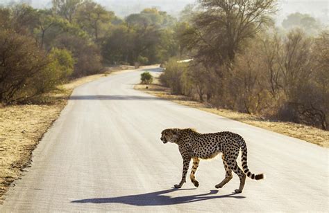 12 Incredible Animals You’ll See in Mozambique | Mozambique wildlife ...