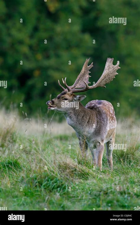 Fallow deer (Dama dama / Cervus dama) buck exhibiting flehmen behavior during the rutting season ...