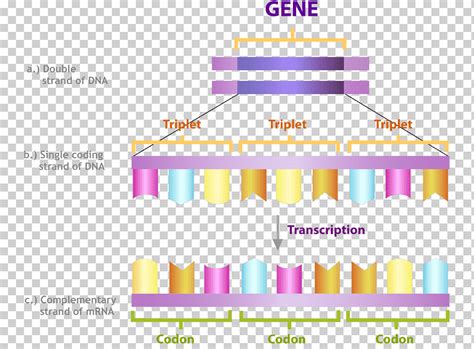 Codon DNA Transcription RNA Nucleic acid sequence, invertebrate, text ...