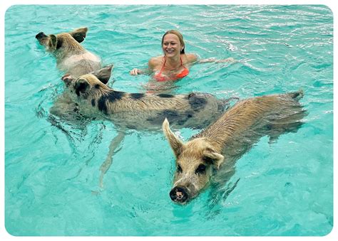 Everything you need to know before visiting Pig Beach in the Bahamas ...