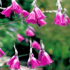 Dierama pendulum – Lifestyle Seeds