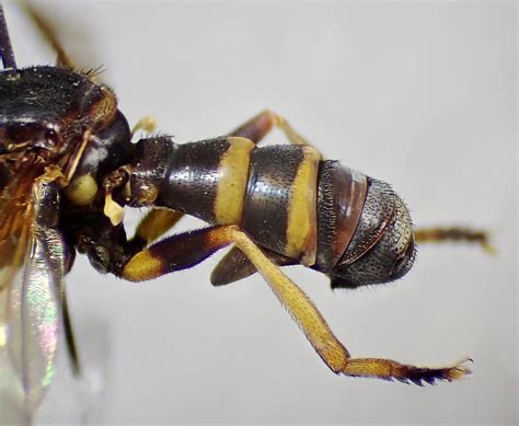 Conops flavipes female abdomen - Pembrey Forest, Carmarthe… | Flickr