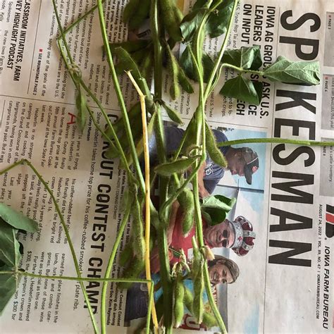 Chuck Grassley on Twitter: "C the many pods on just one plant. Looks like an abundant bean ...