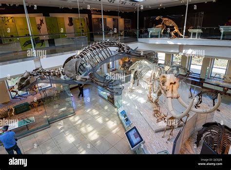 Los Angeles, FEB 4 2015 - Dinosaur fossil bone display in the Natural ...