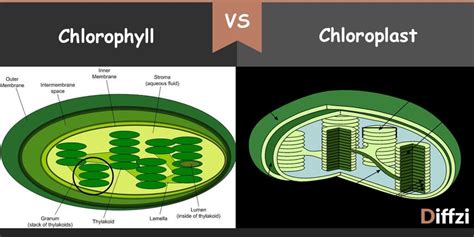 Chlorophyll vs. Chloroplast - Diffzi