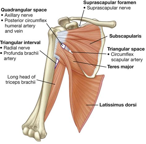 Upper Limb | Basicmedical Key