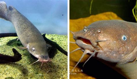 “Electric Catfish” The ability to produce an electric shock of up to 350 volts - T-News