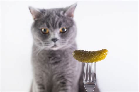 So why are cats scared of cucumbers? - Science & Tech - The Jakarta Post