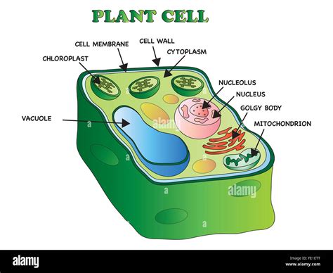 19+ Plant Cell 3D Diagram - EkmanMorawa