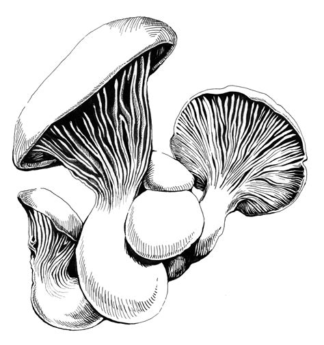 Fungi Drawing | Free download on ClipArtMag