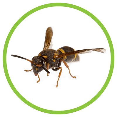 What You Need to Know About Paper Wasps - BeeAware Allergy