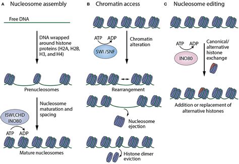Frontiers | ATP-Dependent Chromatin Remodeling During Cortical Neurogenesis