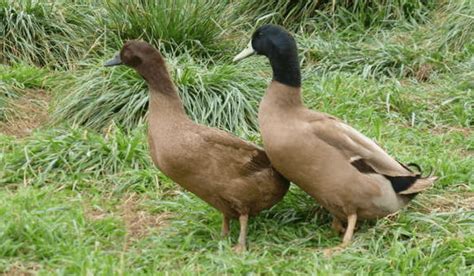 Breed Spotlight: Khaki Campbell Duck | Meyer Hatchery Blog