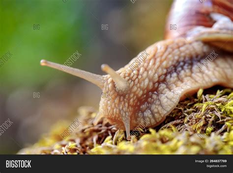 Helix Pomatia Roman Image & Photo (Free Trial) | Bigstock