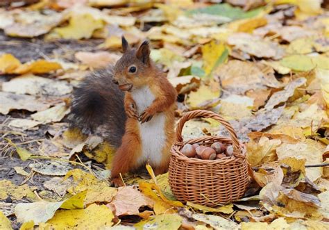 Squirrel Autumn Wallpapers - Wallpaper Cave