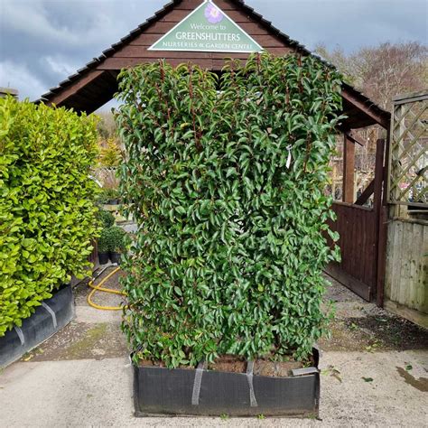 Portugal Laurel 180-200cm (5'9"-6'5") - Trough | Evergreen Hedging