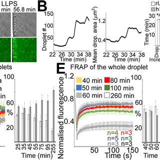 hIAPP undergoes LLPS, with droplets transitioning between a liquid and... | Download Scientific ...