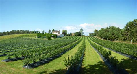 La estrategia de Hortifrut en Perú... | Blueberries Consulting