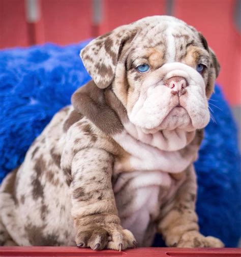 English Bulldog Puppies For Sale | Atlantic, IA #293498