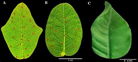 Boquila trifoliolata: The Shapeshifting Plant – The Pipettepen