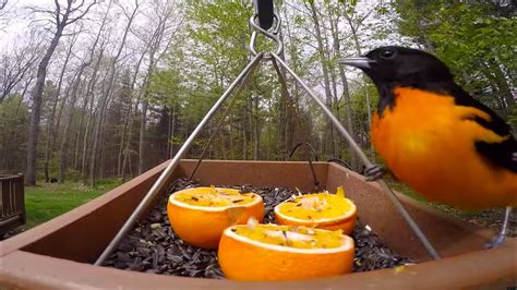 Bird Feeder GoPro: Baltimore Orioles - YouTube