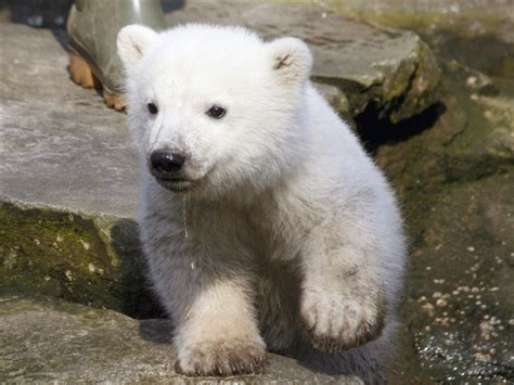 Baby polar bear wallpapers |Funny Animal