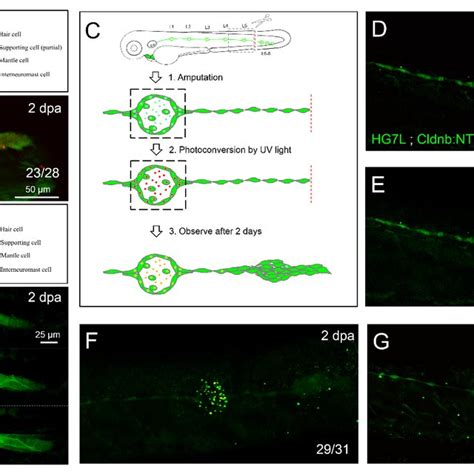 Active cell proliferation and clustering occur during neuromast... | Download Scientific Diagram