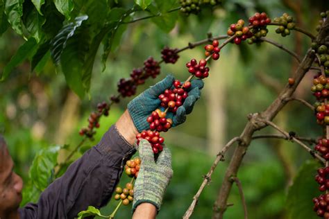 An Overview Of Where Does Coffee Beans Grow- Full Coffee Roast