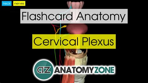 Muscle Anatomy Flash Cards And Anatomy Flash Cards Printable - Free Printable Muscle Flashcards ...