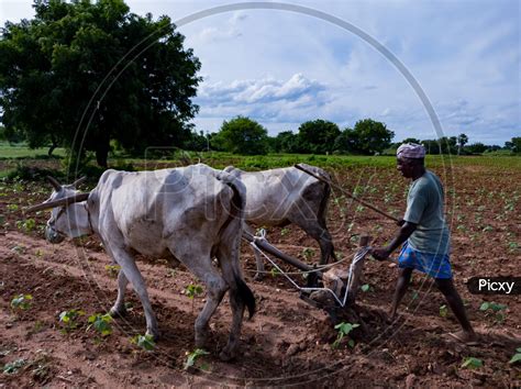 Image of Farmer ploughing field.Rural farmer of Indian ethnicity ploughing field using wooden ...