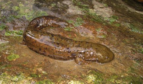 The 42nd Vizsla: So THAT's why the Hellbender Salamander is always in the bathroom...