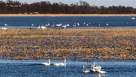 Swan Lake National Wildlife Refuge opening Saturday, March 5