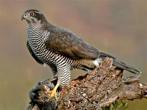 Juvenile Goshawk